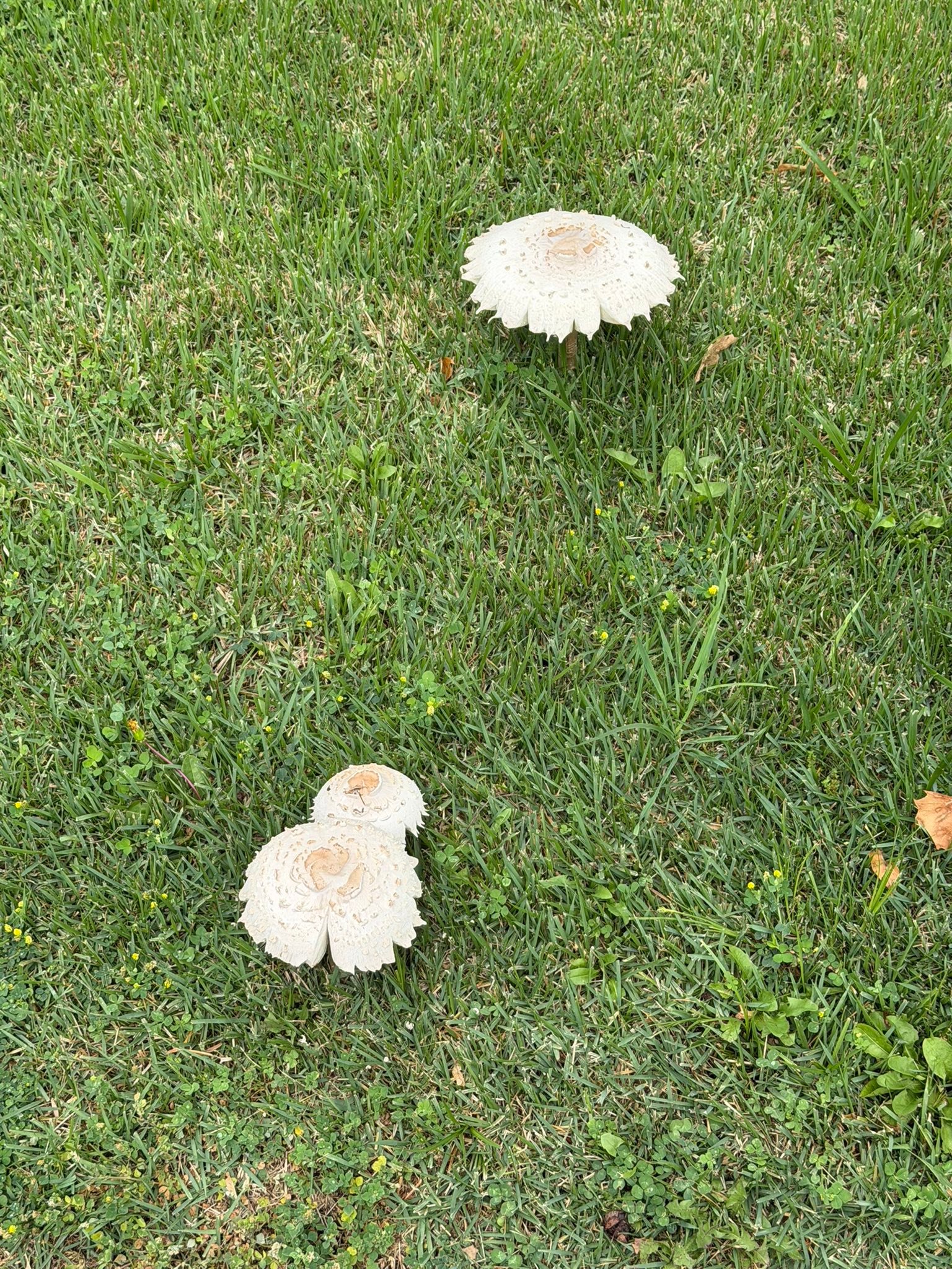 No fairy rings, but the rains brought out the big mushrooms again.