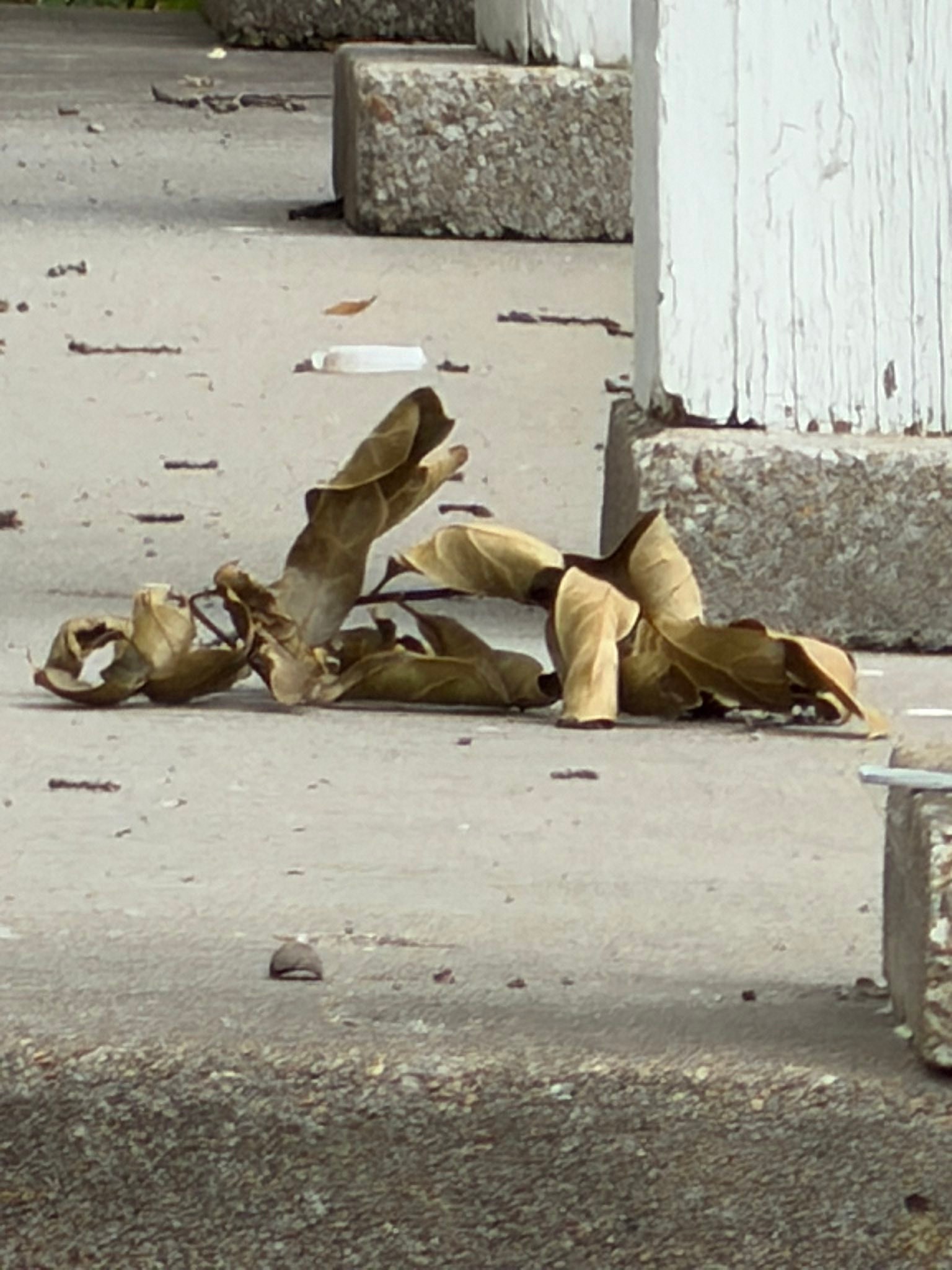 So that pile of leave legit looked like a dead squirrel from my car, lol. Scared me for a good few minutes.